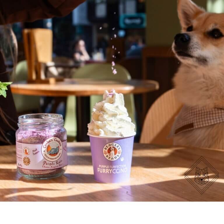 Bagels & Beans Furryccino